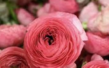 Violet Lavender Flower Seeds for Planting Long Bloom Season Heirloom & GMO Free Seeds for Home Garden
 
 Sale for planting in home garden