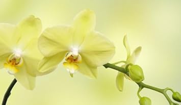 Light Green Orchid Flower Seeds For Easy Planting