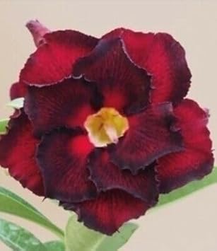 Dark Blue Hibiscus Flower Seeds for Planting Perfect for Borders Heirloom & GMO Free Seeds for Home Garden
 
 Sale for planting in home garden