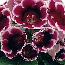 Burgundy Gloxinia Flower seeds for Planting - Cut Flower Favorite, Heirloom & GMO Free Seeds for Home Garden
 
 Sale for planting in home garden.