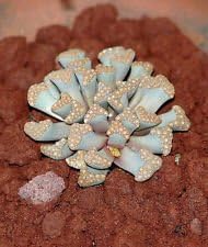 Sea Green Titanopsis Hugo-Schlechteri Flower seeds for Planting - Garden Favorite, Heirloom & GMO Free Seeds for Home Garden
 
 Sale for planting in home garden.