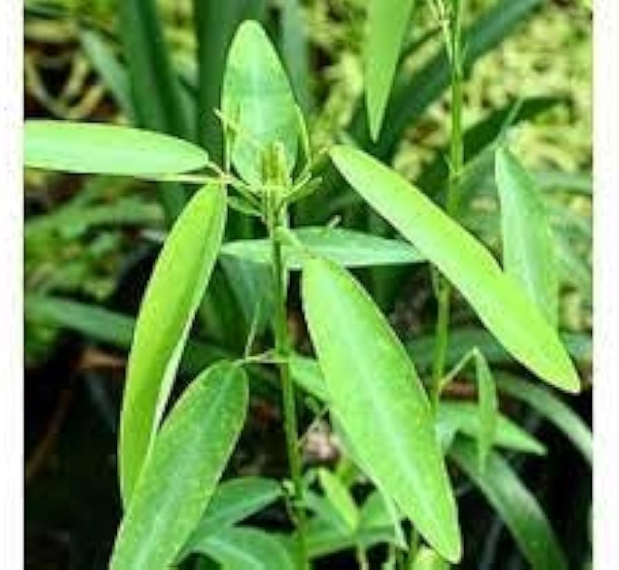 Desmodium Gyrans Desmodium gyrans for planting in garden