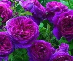 Pink Purple Climbing Rose Flower seeds for Planting - Garden Favorite, Heirloom & GMO Free Seeds for Home Garden
 
 Sale seeds for planting in home garden