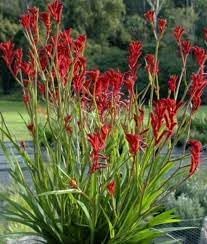Anigozanthos Flavidus Flower seeds for Planting Colorful Display Heirloom & GMO Free Seeds for Home Garden 
 
 Sale for planting in home garden