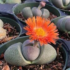 Pleiospilos Nelii Flower seeds for Planting - Cottage Garden Essential, Heirloom & GMO Free Seeds for Home Garden
 
 Sale seeds for home garden