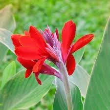 Canna Flower seeds for Planting - Perfect for Borders, Heirloom & GMO Free Seeds for Home Garden
 
 Sale for planting in home garden.