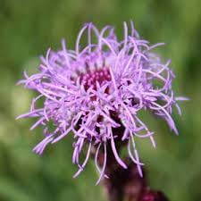 Liatris Flower seeds for Planting - Easy to Grow, Heirloom & GMO Free Seeds for Home Garden
 
 Sale seeds for home garden