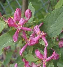 Heirloom Lonicera Tatarica Flower seeds for Planting Fragrant Blossoms Heirloom & GMO Free Seeds for Home Garden 
 
 Sale for planting in home garden