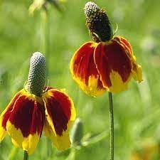 Mexican Hat WildFlower seeds for Planting - Premium Quality, Heirloom & GMO Free Seeds for Home Garden
 
 Sale seeds for home garden
