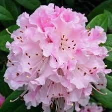 Violet Calceolaria Flower Seeds for Planting Cottage Garden Essential Heirloom & GMO Free Seeds for Home Garden
 
 Sale for planting in home garden