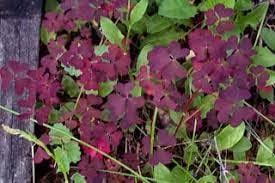 Oxalis Flower seeds for Planting - Bright Blooms, Heirloom & GMO Free Seeds for Home Garden
 
 Sale for planting in home garden.