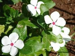 White Catharanthus Flower seeds for Planting - Wildflower Mix, Heirloom & GMO Free Seeds for Home Garden
 
 Sale for planting in home garden
