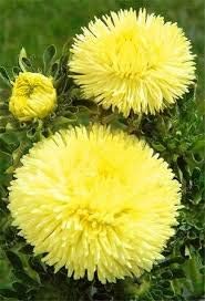 Lemon Yellow Aster Seeds For Planting - Brighten Your Garden