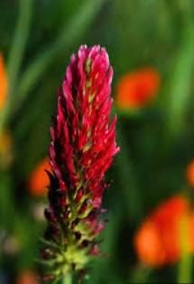 Pink Pachystachys Lutea Seeds Flower seeds for Planting - Perfect for Borders, Heirloom & GMO Free Seeds for Home Garden
 
 Sale for planting in home garden.