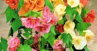 Bright Abutilon Bellevue Flower Seeds For Planting