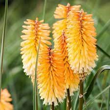 Kniphofia Flower seeds for Planting Cut Flower Favorite Heirloom & GMO Free Seeds for Home Garden 
 
 Sale for planting in home garden