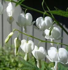 Heirloom Bleeding Hearts Flower seeds for Planting Drought Tolerant Heirloom & GMO Free Seeds for Home Garden 
 
 Sale for planting in home garden