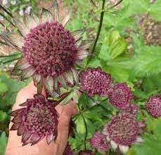 Starry Blooms: Astrantia Flower Seeds For Planting