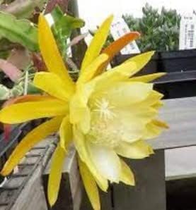 White Carnation Flower Seeds for Planting Drought Tolerant Heirloom & GMO Free Seeds for Home Garden
 
 Sale for planting in home garden