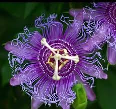 Passion Flower seeds for Planting Low Maintenance Heirloom & GMO Free Seeds for Home Garden 
 
 Sale for planting in home garden