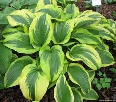 Heirloom Montana Hosta Seeds Flower seeds for Planting Wildflower Mix Heirloom & GMO Free Seeds for Home Garden 
 
 Sale for planting in home garden