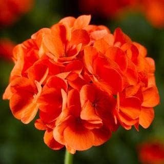 Orange Geranium Flower Garden Seeds Flower seeds for Planting - Sun Loving, Heirloom & GMO Free Seeds for Home Garden
 
 Sale seeds for home garden
