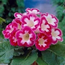 Sinningia Gloxinia Planting Flower Seeds For Vibrant Indoor Blooms