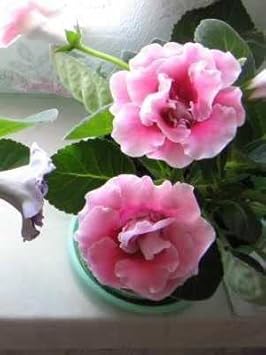 Light Pink Gloxinia Flower seeds for Planting - Low Maintenance, Heirloom & GMO Free Seeds for Home Garden
 
 Sale for planting in home garden