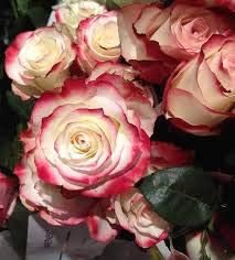 MultiColor Heart Flower Seeds for Planting Shade Tolerant Heirloom & GMO Free Seeds for Home Garden
 
 Sale for planting in home garden