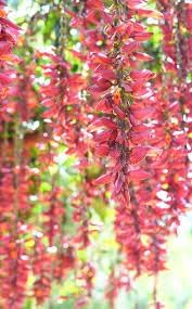 Thunbergia Coccinea Seeds - Planting Scarlet Flower For Vibrant Gardens