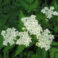 Heirloom Sweet Cicely Flower seeds for Planting Seasonal Bloomer Heirloom & GMO Free Seeds for Home Garden 
 
 Sale for planting in home garden