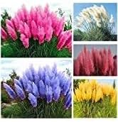 Pampas Flower seeds for Planting - Pollinator Friendly, Heirloom & GMO Free Seeds for Home Garden
 
 Sale seeds for home garden