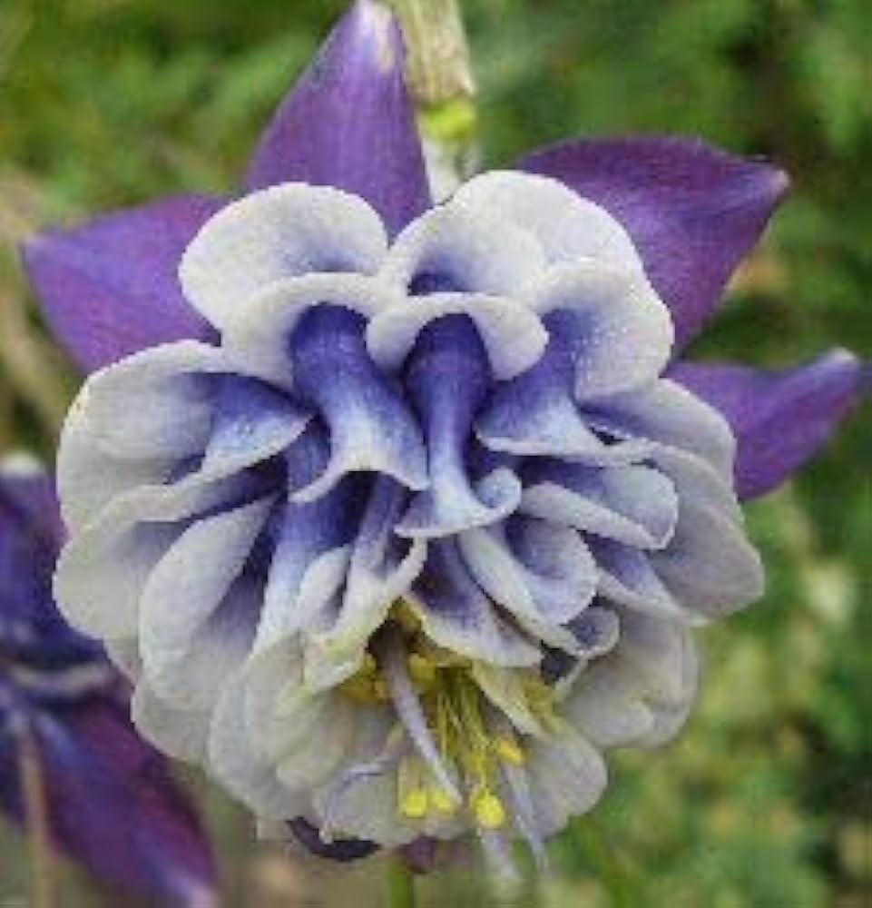 Planting Aquilegia Flower Seeds: Blue And White Varieties Seeds