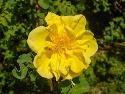 Dark Yellow Rosa Xanthina Flower Seeds For Planting