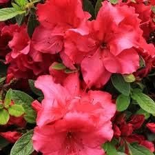 Light Red Azalea Flower seeds for Planting - Cut Flower Favorite, Heirloom & GMO Free Seeds for Home Garden
 
 Sale seeds for home garden