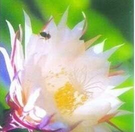 Epiphyllum (Epiphyllum Flower) seeds for planting in home garden