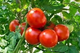 Dark Red Tomato Vegetable Seeds For Planting