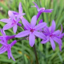 Heirloom Tulbaghia Flower seeds for Planting Wildflower Mix Heirloom & GMO Free Seeds for Home Garden 
 
 Sale for planting in home garden