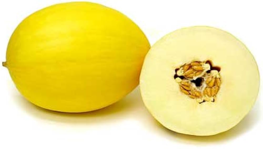 Canary Melon Cucumis melo for planting in vegetable patch