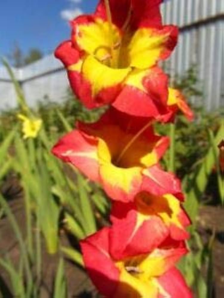 Gladiolus Flower seeds for Planting - Garden Favorite, Heirloom & GMO Free Seeds for Home Garden
 
 Sale for planting in home garden.