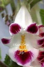 Pink Martynia Flower seeds for Planting - Shade Tolerant, Heirloom & GMO Free Seeds for Home Garden
 
 Sale for planting in home garden.