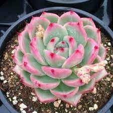 Purple Crocus Flower Seeds – Long Bloom Season Heirloom & NonGMO for Home Garden
 
 Sale for planting in home garden