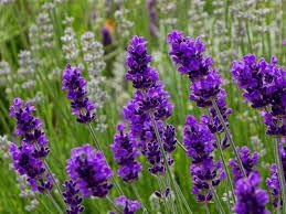 Fragrant Lavender Seeds For Planting Beautiful Flowers Flower