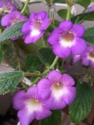 Achimenes Limoncello Flower Seeds For Easy Planting