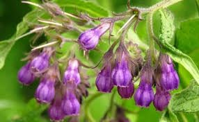 Comfrey Seeds For Planting In Herbal Gardens Herb