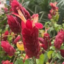 Shrimp Plant Justica brandegeeana Seeds for Planting in Flower Bed & Garden