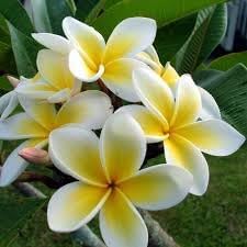 Plumeria Flower seeds for Planting - Shade Tolerant, Heirloom & GMO Free Seeds for Home Garden
 
 Sale seeds for home garden