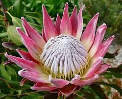 Protea Flower seeds for Planting - Perfect for Borders, Heirloom & GMO Free Seeds for Home Garden
 
 Sale seeds for home garden