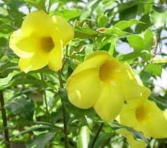 Heirloom Allamanda Flower seeds for Planting Sun Loving Heirloom & GMO Free Seeds for Home Garden 
 
 Sale for planting in home garden
