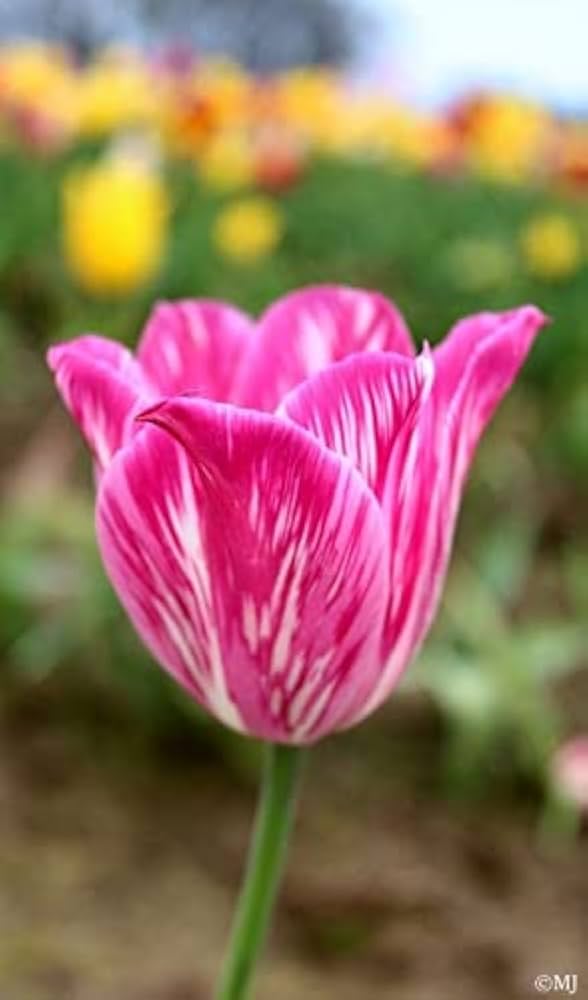 Double Tulip for planting in flower bed